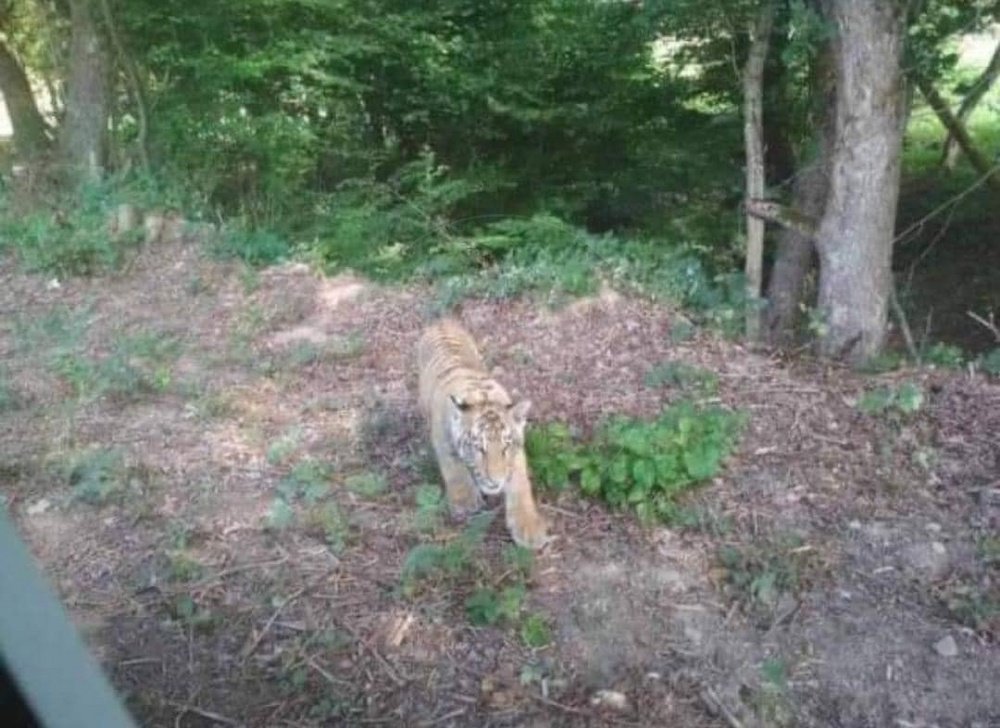 Foto